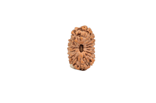 17 Mukhi Rudraksha – Indonesia