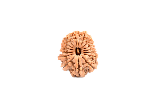 15 Faced Nepali Rudraksha - 15 Mukhi