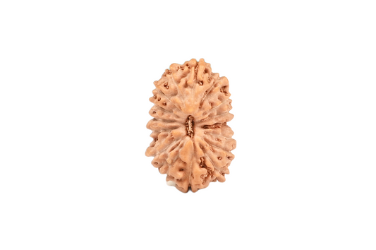 16 Mukhi Rudraksha – Indonesia