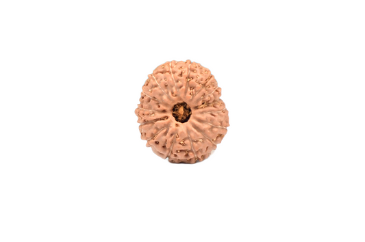 15 Mukhi Rudraksha – Indonesia